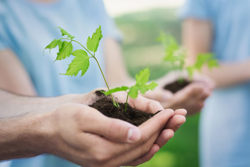 growing nurturing a plant