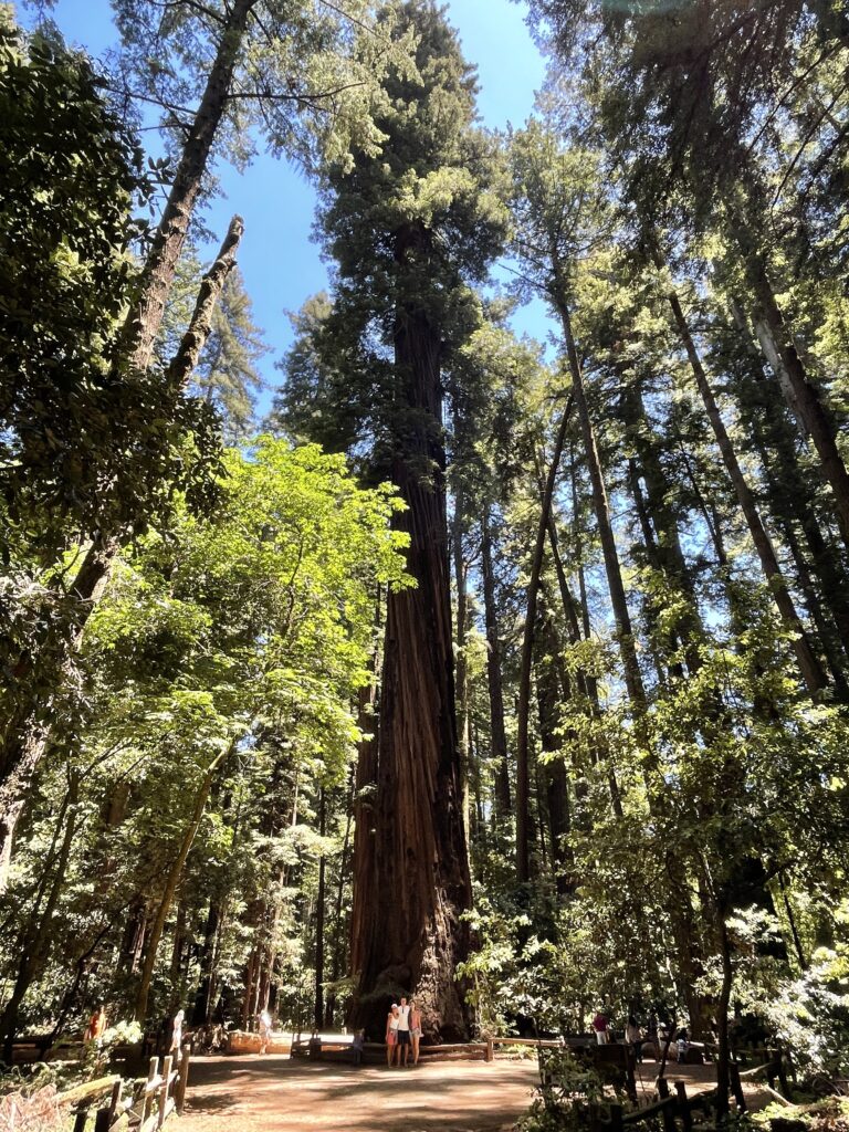 Giant Sequoias