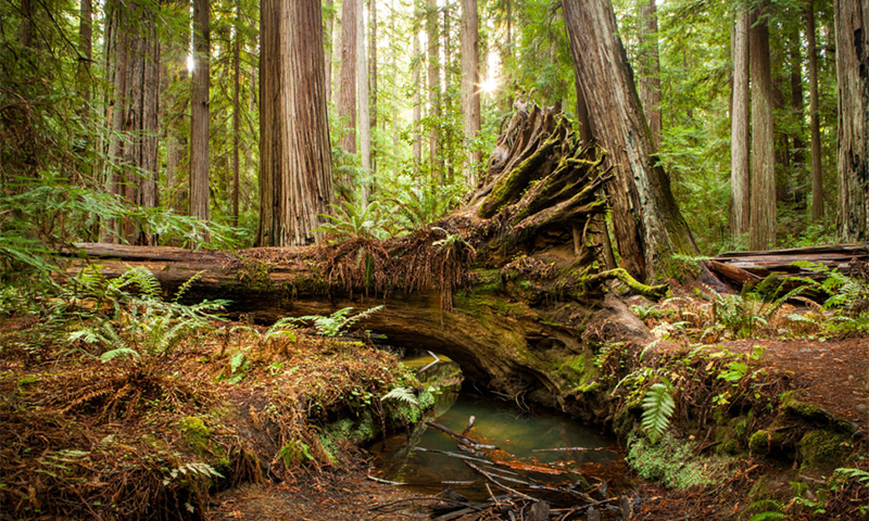 rainforest trees