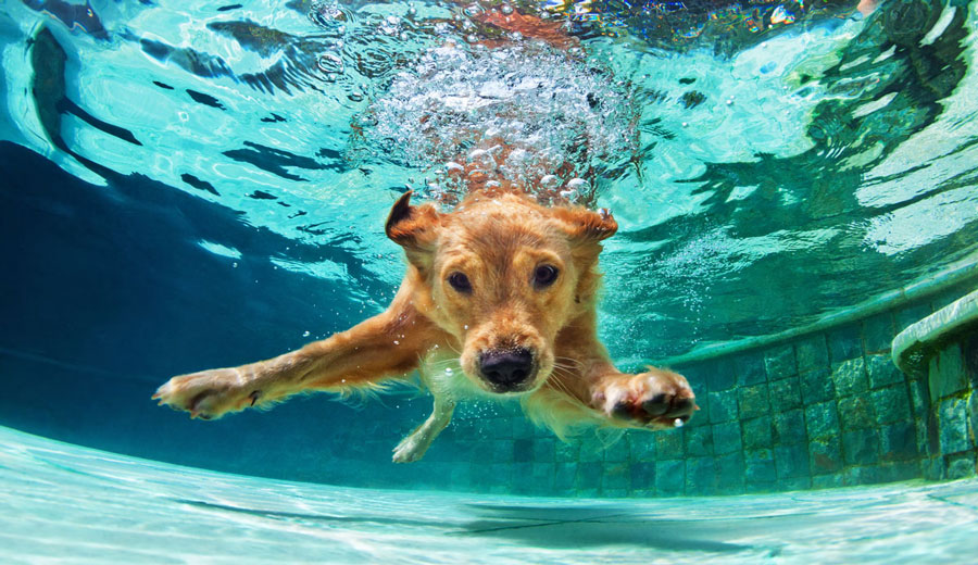Dog Diving into Pool
