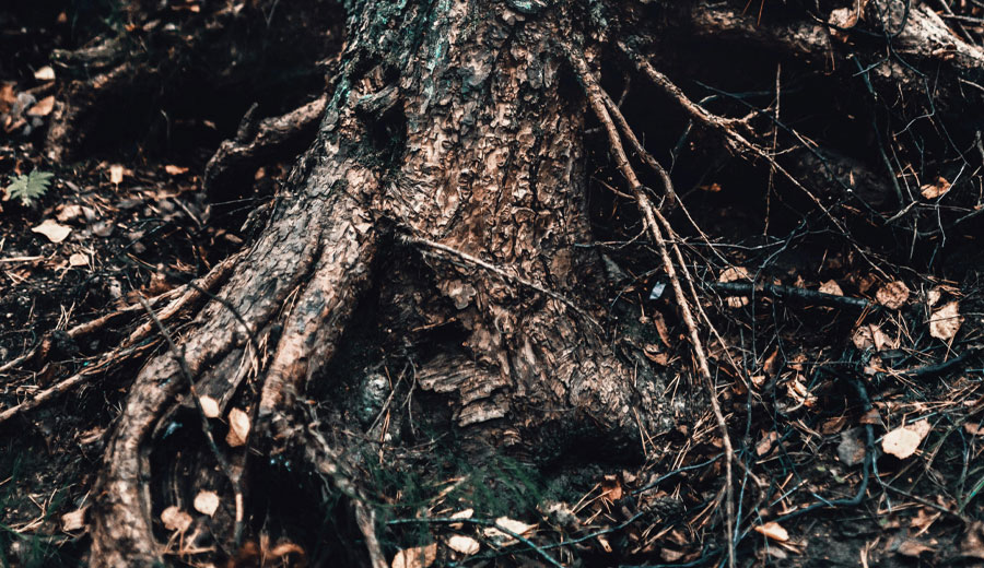 Roots of Resilience
